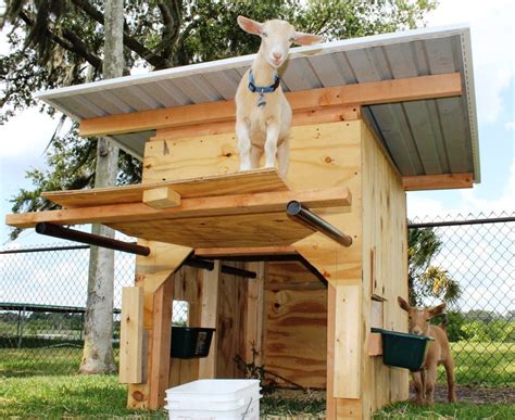 miniature goat sheds